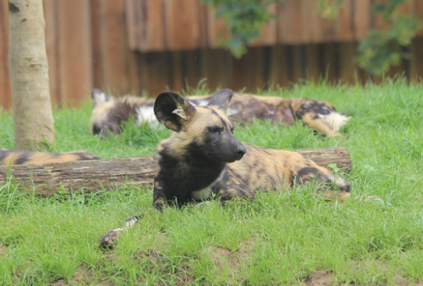 05 - African wild dogs GaiaZoo TVK ZooDesign